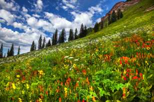 Coal Bank Pass wildflowers-2510 Coal Bank Pass wildflowers-2510